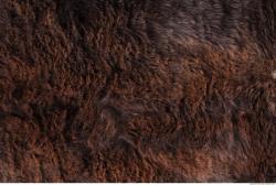 Photo Textures of Fur